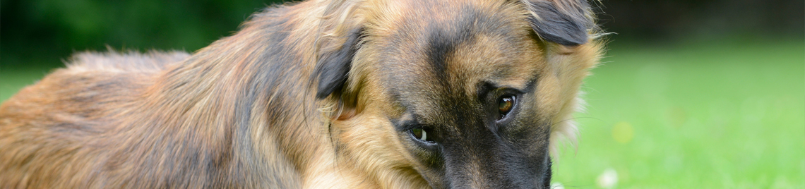 Tagesbetreuung Hund